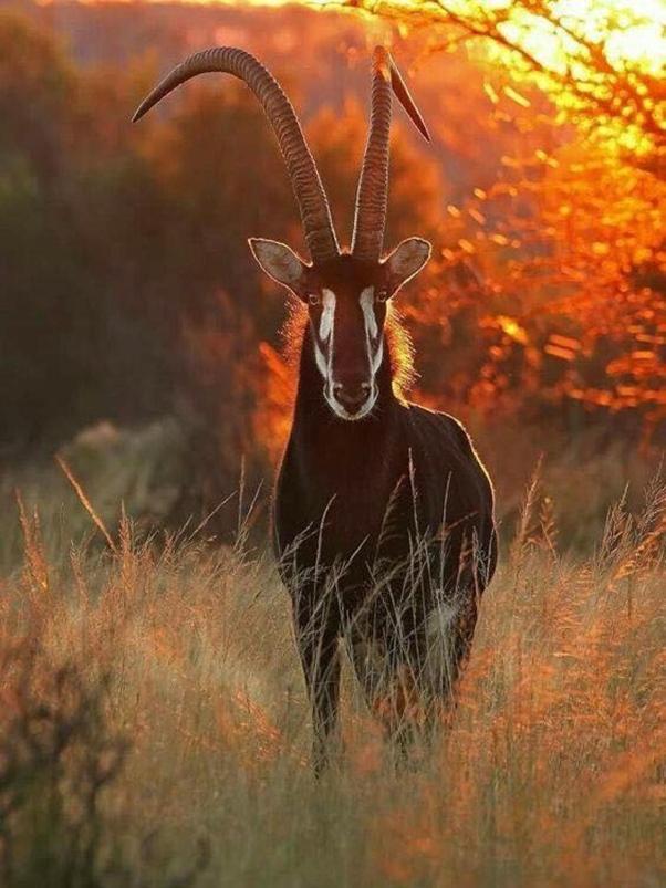 Weltevreden Game Lodge Μπλουμφοντέιν Εξωτερικό φωτογραφία