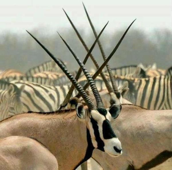Weltevreden Game Lodge Μπλουμφοντέιν Εξωτερικό φωτογραφία