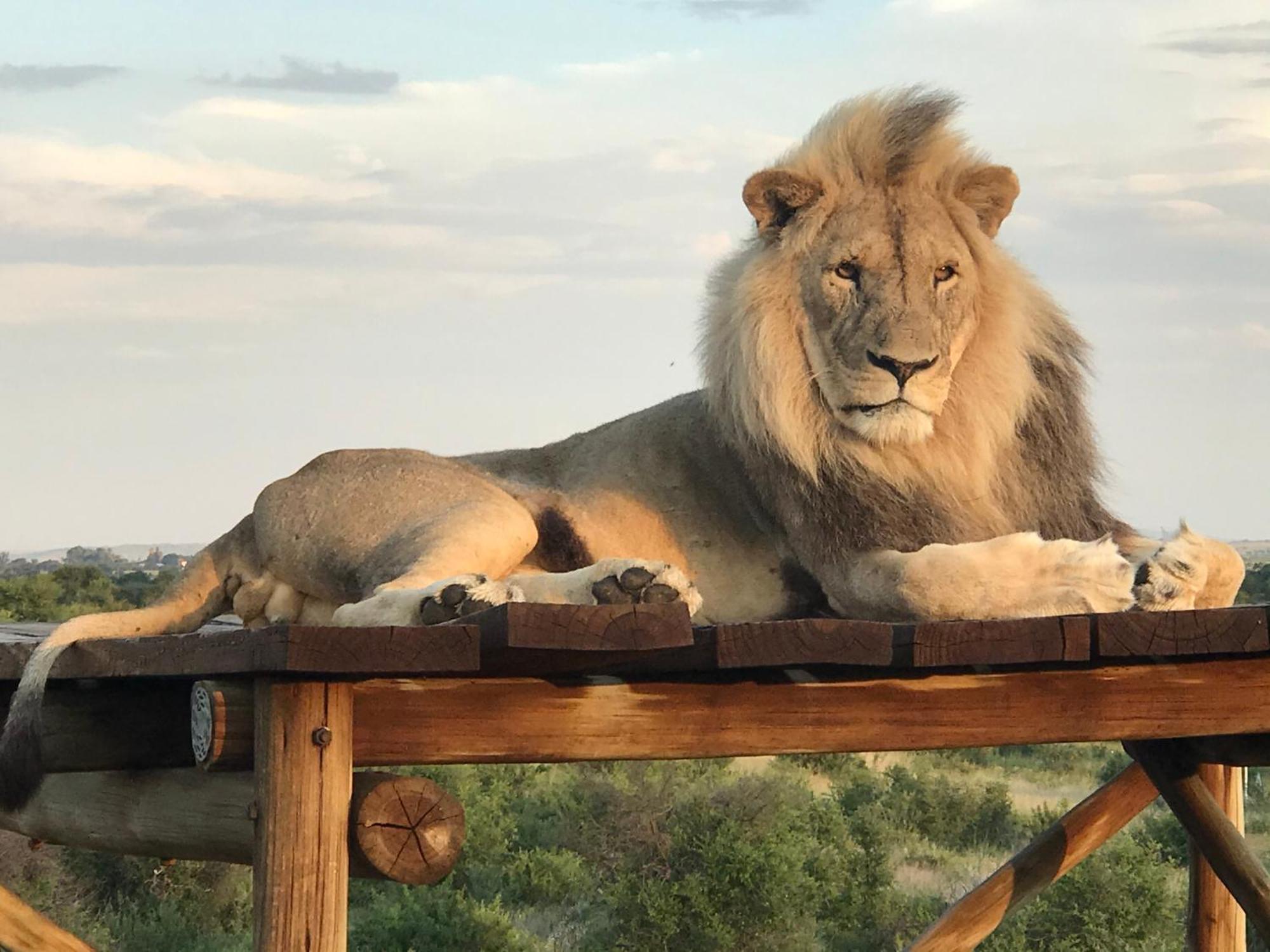 Weltevreden Game Lodge Μπλουμφοντέιν Εξωτερικό φωτογραφία